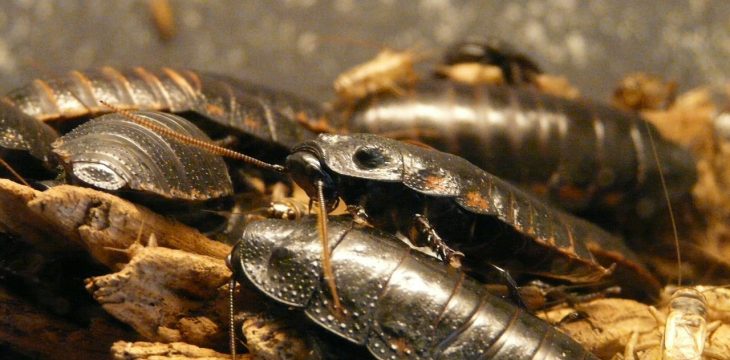 Cafards et blattes : comment s’en débarrasser définitivement