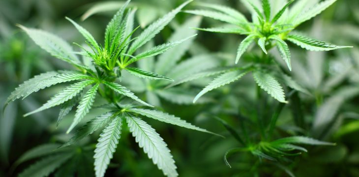 Le THS augmenterait-il le cancer ovarien ?