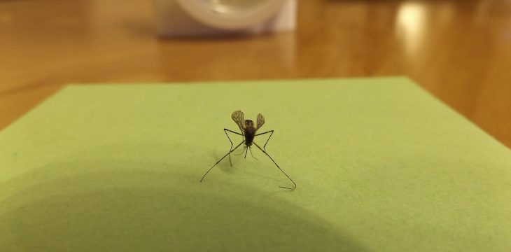 Notre entreprise de désinsectisation